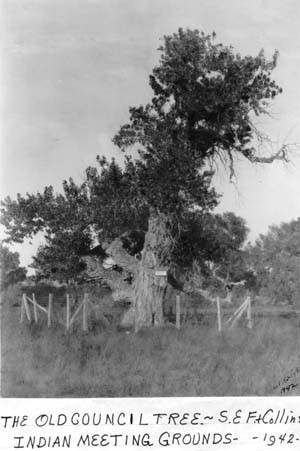 Council Tree 1 source Fort Collins History Connection 1
