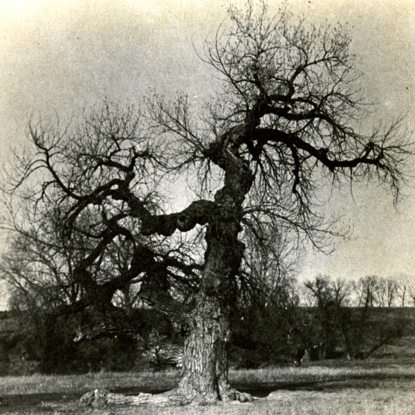 Council Tree 2 source Fort Collins History Connection 1