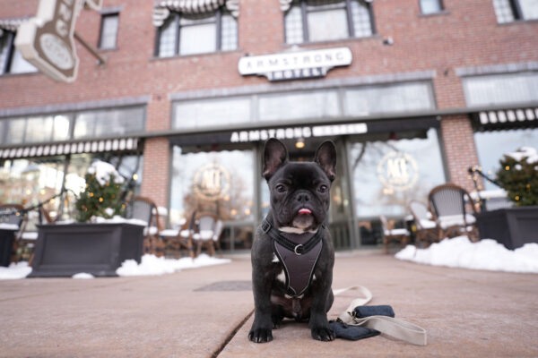 Dog-Armstrong-Exterior-Winter-web