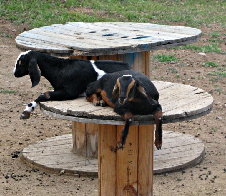 Farm at Lee Martinez goats growing up Fort Collins 1 768x668