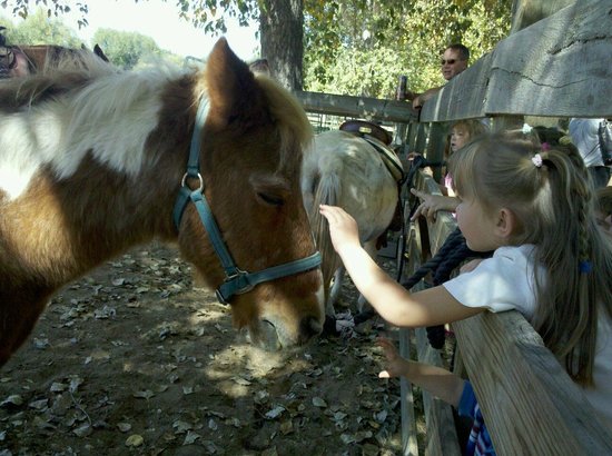 Farm at Lee Martinez kids and horses trip advisor 1