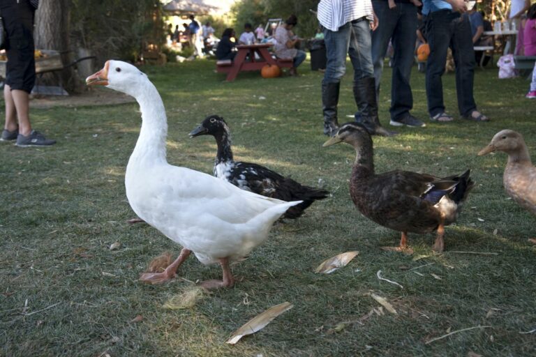 Gabriele Woolever Farm Bartels 8360 1 768x512