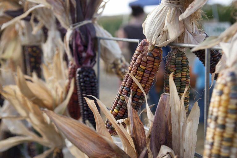 Gabriele Woolever Farm Bartels 8522 1 768x512