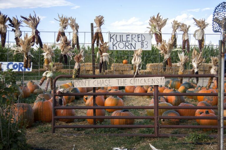 Gabriele Woolever Farm Bartels 8524 1 768x512