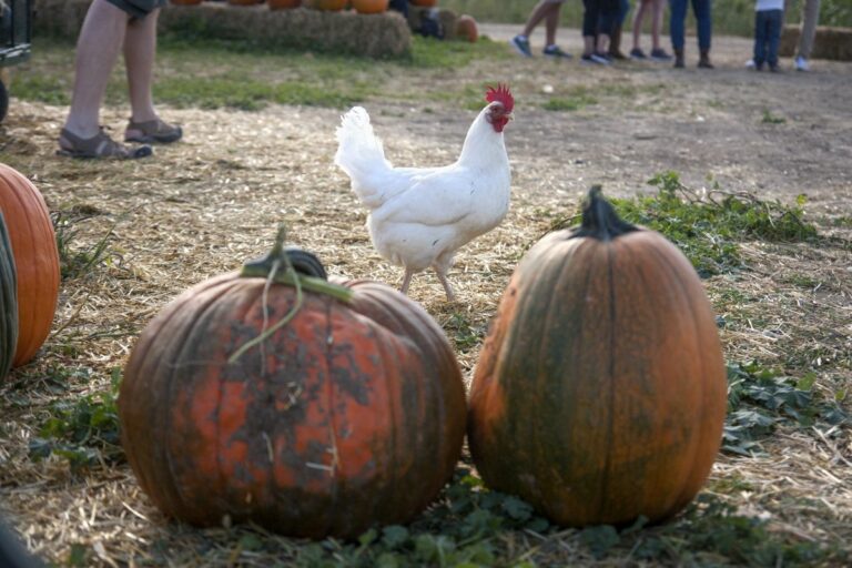 Gabriele Woolever Farm Bartels 8548 1 768x512