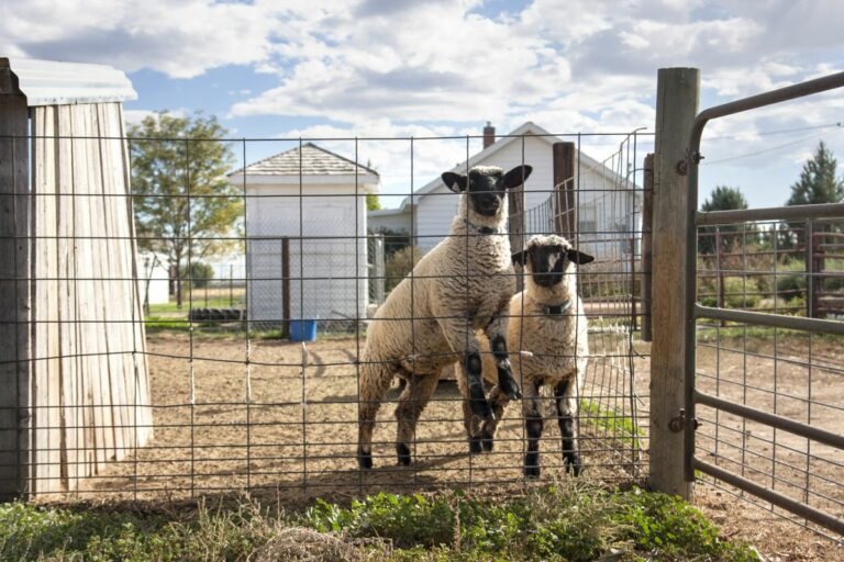 Gabriele Woolever Farm BeeFamily 8250 1 768x512