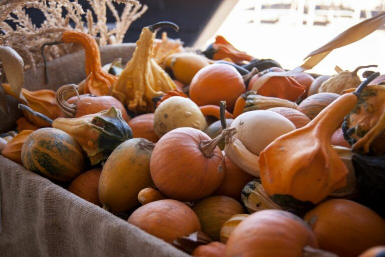 Gabriele Woolever Farm Tigges 8058 1 768x512