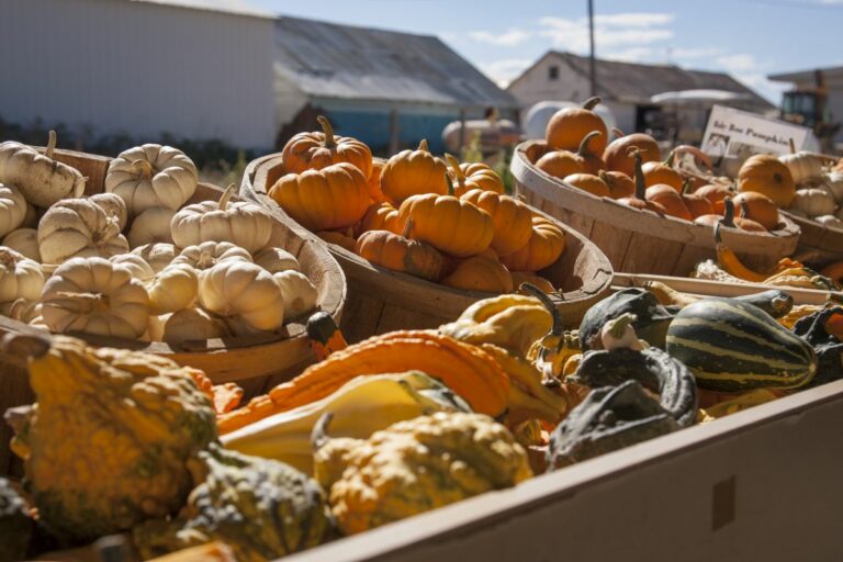 Gabriele Woolever Farm Tigges 8079 1 768x512