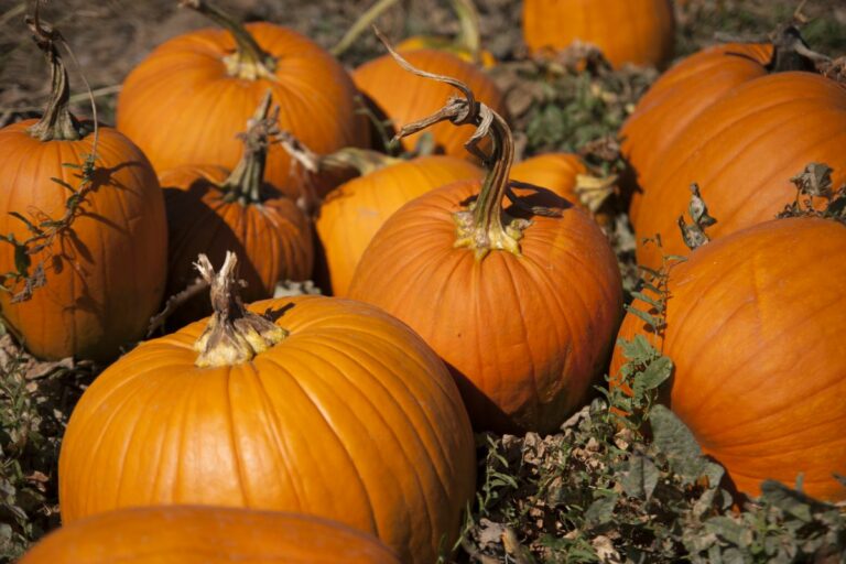 Gabriele Woolever Farm Tigges 8119 1 768x512