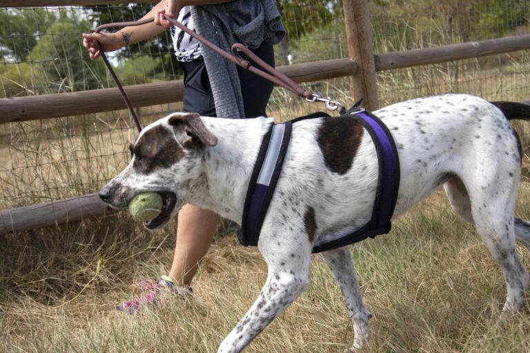 Gabriele Woolever Rec PoochPark 5876 1 768x512