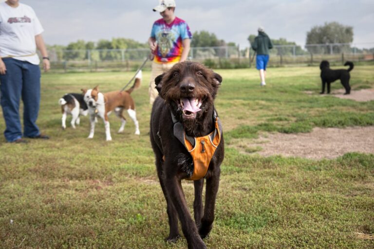 Gabriele Woolever Rec RoverRun 5357 1 768x512