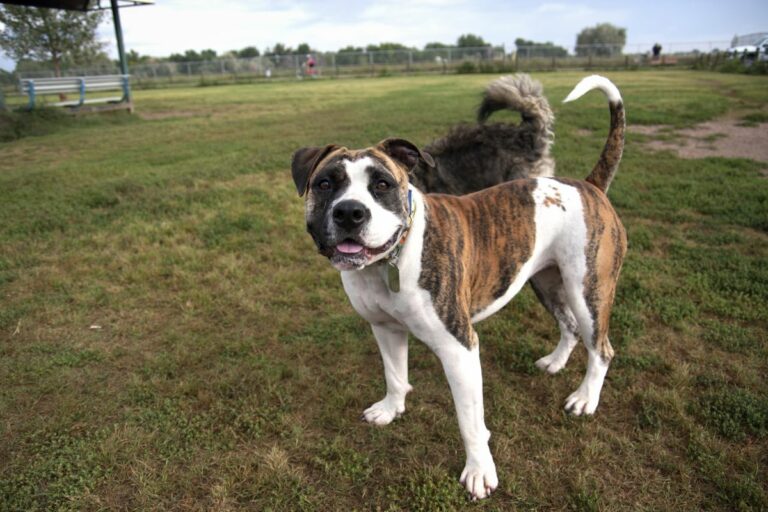 Gabriele Woolever Rec RoverRun 5538 1 768x512