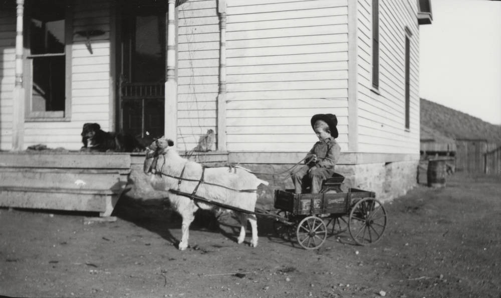 Small boy being pulled in goat cart.