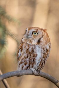 Owl | Credit: Kristen Hayes