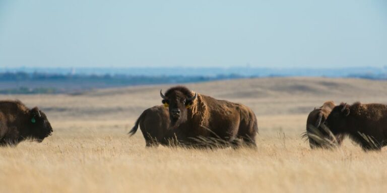 Lindenmeier Soapstone Prairie source CSU 1 768x384