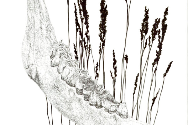 By Natalie Freeman | Ink