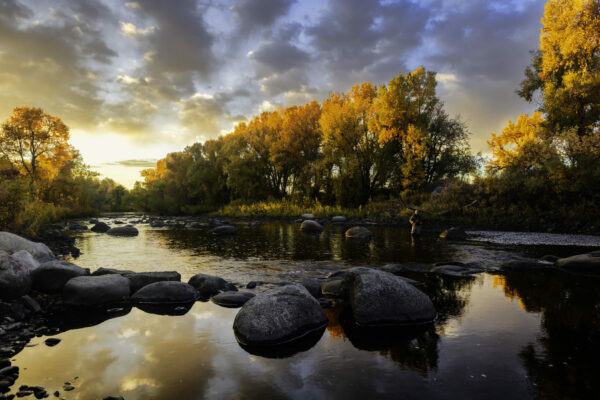 I had a fun early morning photographying a fly fisherman on the Poudre River in Ft Collins, CO.  The Poudre is a very popular fly fishing location in Colorado.  we both got to the River before the sunrise.  I tried a number of diferent angles but when the sun started to hit the top of the trees that were turning for the fall. Then i set on a position and starting shooting.  Thisi is an HDR image