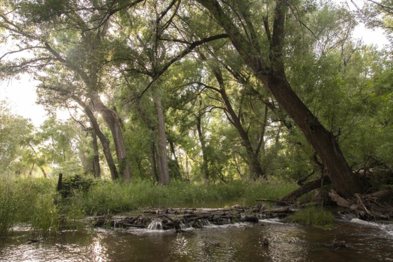 Scenic LionsSpace IMG 0837 2 768x512