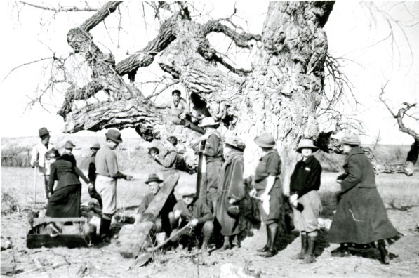council tree Courtesy Fort Collins Museum of Discovery H08303 1