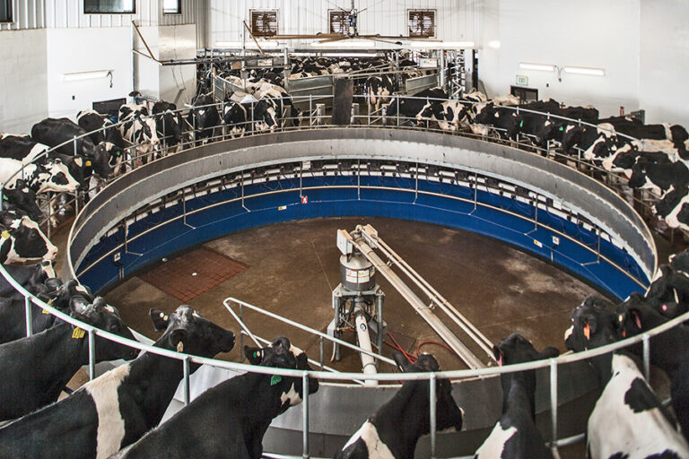 cow care Y4H2544 morningfreshdairy 768x512