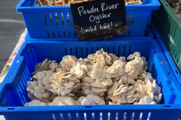 hazel dell farmers market