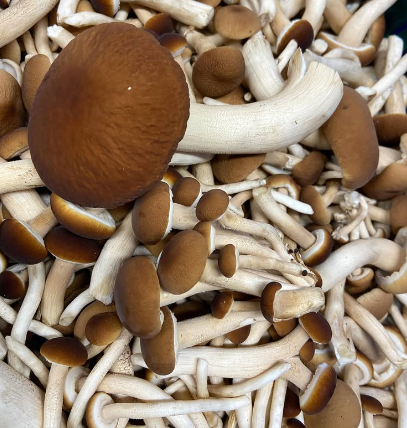 Q&A: The Art & Science of Mushroom Farming with Hazel Dell