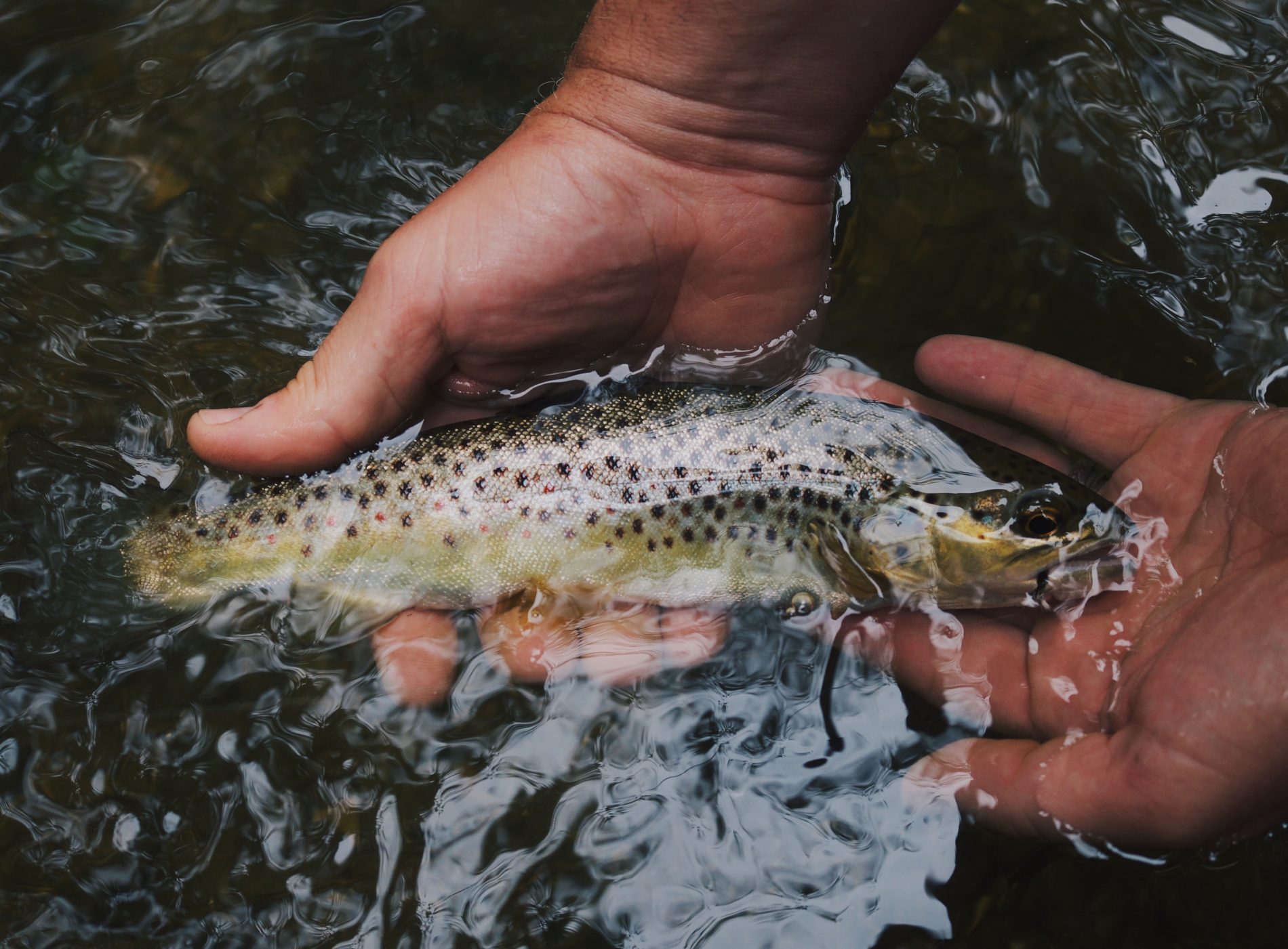 Classic Poudre Canyon Trout (Colorado trout fishing) 