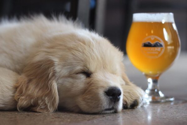 A puppy asleep next to a Maxline beer glass with beer.